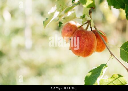 Reife rote Äpfel wachsen an einem Apfelbaumzweig in einem sonnigen Obstgarten, weicher grüner Hintergrund mit freiem Platz für Text. Stockfoto