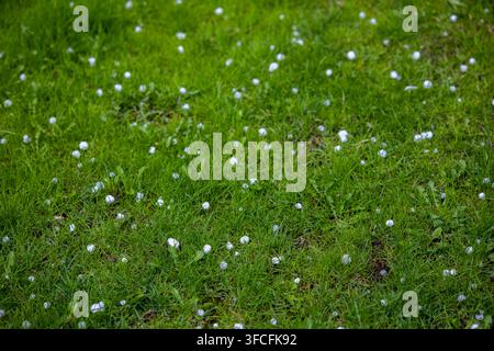 Nahaufnahme eines lebendigen grünen Rasens, der mit kleinen, weißen Hagelkörnern bedeckt ist. Das feuchte Gras und die verstreuten Hagelkörner zeigen die Nachwirkungen eines kürzlichen Wetterereignisses. Stockfoto