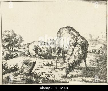 Weidende Schafe, an einem Baumstumpf, Schaf, Druck, Seriennummer, 5, 16, Drucker: Marcus de Bye, Den Haag, 1664, Papier, Radierung, Höhe 118 mm x Breite 147 mm., Das Bild zeigt eine detaillierte Tintenlandschaft mit einer Gruppe weidender Schafe im Vordergrund, eines beugt sich hinunter, um Gras zu fressen, und ein anderes liegt daneben; die strukturierte Wolle ist mit feinen Linien dargestellt; der Mittelgrund umfasst unebenes Grasland, einen umgestürzten Baumstumpf, kleine Pflanzen und einen gewundenen Pfad; der Hintergrund zeigt eine Ansammlung von Bäumen mit einigen winzigen menschlichen Figuren darunter und entfernten sanften Hügeln, während der Himmel darüber größtenteils leer ist Stockfoto