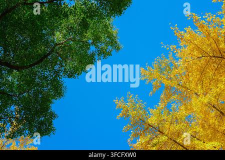 Niedrigwinklige Aufwärtsaufnahme von grünem Sommerlaub und goldgelben Herbst-Ginkgo-Zweigen, die einen hellen, klaren blauen Himmel einrahmen Stockfoto
