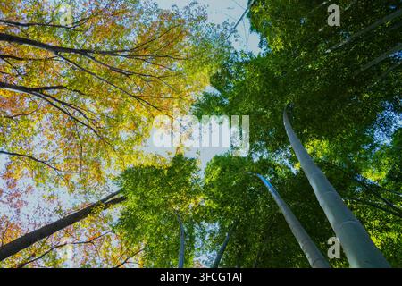Niedrigwinklige Aufwärtsaufnahme, die hohen grünen Bambuswald und farbenfrohes herbstfarbenes Baumkronendach unter hellem Himmel vermischt Stockfoto