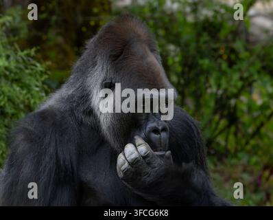 Der Westliche Tieflandgorilla ist die häufigste der Gorillunterarten, die in Zoos gehalten werden. Stockfoto