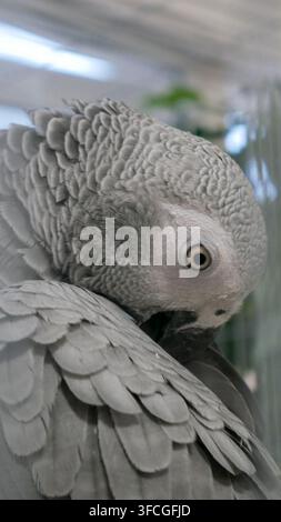 Afrikanischer Graupapagei auf der Idre-Vogelshow 2025 Stockfoto