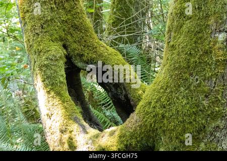 Moosbewachsener Baumstamm und Wurzeln in einem üppigen gemäßigten Wald im pazifischen Nordwesten der USA Stockfoto