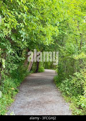 Ein friedlicher Wanderweg windet sich durch üppiges grünes Waldland, umgeben von dichtem Laub, ausgewachsenen Bäumen und natürlicher Vegetation. Stockfoto