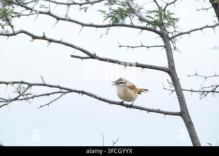 Kalahari-Buschroter Cercotrichas paena, adult in Busch sitzend, Makgadikgadi-Nationalpark, Zentraler Distrikt, Botswana, März Stockfoto