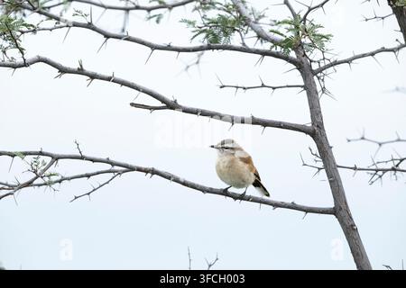 Kalahari-Buschroter Cercotrichas paena, adult in Busch sitzend, Makgadikgadi-Nationalpark, Zentraler Distrikt, Botswana, März Stockfoto