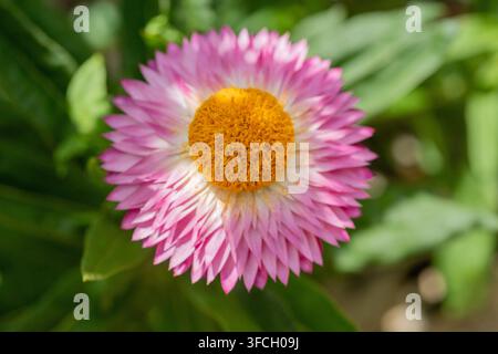 Xerochrysum bracteatum (Syn. Helichrysum bracteatum), allgemein bekannt als Strohblume, goldene Immerblume oder Papier-Gänseblümchen Stockfoto