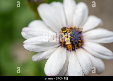 Makroaufnahme einer großen Schwebfliege (Sphaerophoria scripta), die am blauen Zentrum eines weißen afrikanischen Stiefmütterchens (Osteospermum ecklonis) füttert. Stockfoto