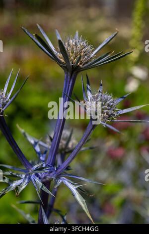 Nahaufnahme einer stahlblauen Meer-Distel-Blüte Stockfoto