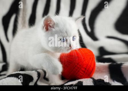 Entzückende flauschige kleine Katze schaut auf ein helles Spielzeug vor einem schwarz-weiß gestreiften Hintergrund Stockfoto