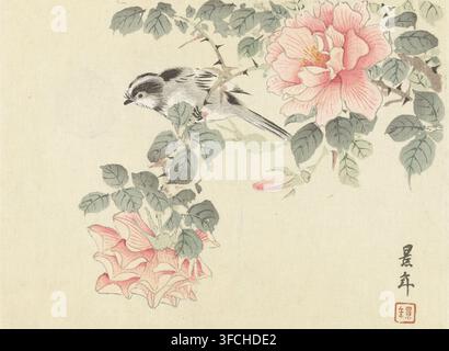 Schwarz-weißer Vogel zwischen rosa Rosen, Blumen- und Vogelskizzen von Keinen, Keinen kacho gafu, Druck, Seriennummer, 4, 12, Druckgrafiker: Imao Keinen, Japan, Drucker (Person): Aoki Kôsaburô, Osaka, 1892-11, Drucker (Person), Papier, Farbholzschnitt, Höhe 208 mm x Breite 275 mm, Vögel, Blumen: Rose, Vogel. Eine zarte Aquarellmalerei zeigt einen kleinen Vogel mit weichem grauem und weißem Gefieder, der auf einem dornigen Ast zwischen grünen Blättern sitzt, nach links gewandt mit leicht geöffnetem Schnabel; in der Nähe befinden sich große, geschichtete rosa Blüten mit feinen roten Linien auf den Blütenblättern und einem sichtbaren gelben Zentrum, zusammen mit zusätzlichen Knospen und Stockfoto