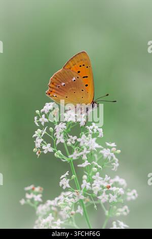 Lila fotografierter Kupferfalter Lycaena alciphron, der auf kleinen weißen Blüten ruht, Nahaufnahme. Stockfoto