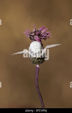 Weiße Weibchen-Krabbenspinne Misumena vatia sitzt auf einer lila Blume, Nahaufnahme. Stockfoto