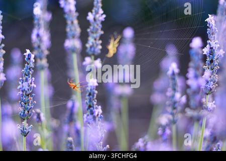 Nahaufnahme von Lavendelpflanzen mit einem Spinnennetz und einer kleinen Spinne, die sich zwischen den Blüten in einem Garten bei Tageslicht befindet Stockfoto