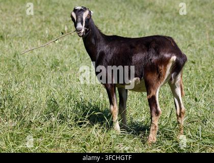 LaMancha-Hausziege frisst einen Strauchzweig auf einer Weide. Capra aegagrus hircus Stockfoto