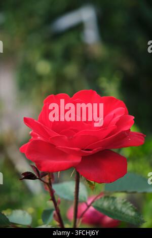 Lebendige rote Rosenblüte im Sonnenlicht, Nahaufnahme mit weichem verschwommenem grünem Bokeh-Hintergrund Stockfoto