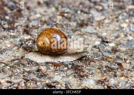 Römische Schnecke kriecht auf nassem Boden Stockfoto