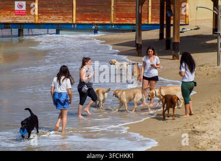 Menschen, die ihre Haustuhunde zum Spielen in ein für Hunde reserviertes Gebiet am Strand in Tel Aviv bringen Stockfoto
