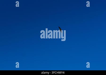Storch, der im blauen Himmel mit weißen Wolken im Close-Up schwebt Stockfoto