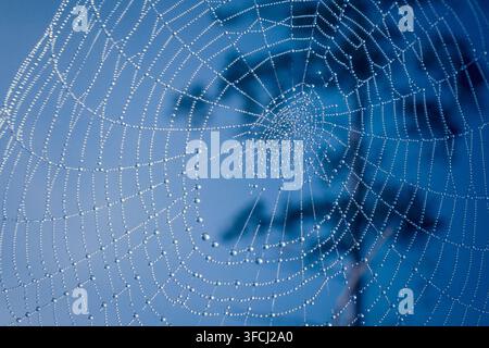Taubeedecktes Spinnennetz mit funkelnden Wassertropfen vor einem blauen Morgenhimmel, das die kunstvolle geometrische Struktur zarter Spinnen zeigt Stockfoto