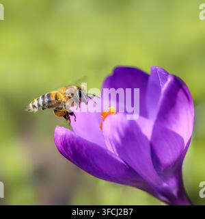 Honigbiene schwebt neben einer lebhaften violetten Krokusblüte, bevor sie auf deren orange-gelbem Zentrum landet. Die Nahaufnahme fängt den fliegenden Bestäuber in prof Stockfoto