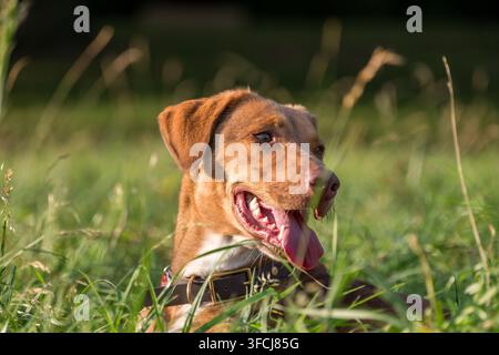 Fröhlicher brauner Hund ruht in üppigem grünem Gras im warmen goldenen Sonnenlicht, perfekt für Haustierpflege- und Lifestyle-Marken. Stockfoto