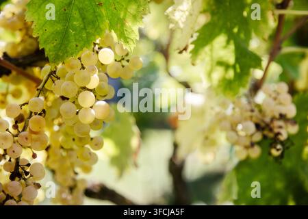 Ein Büschel weißer Trauben, die an der Rebe hängen und bereit für die Ernte sind, in der italienischen Landschaft Stockfoto