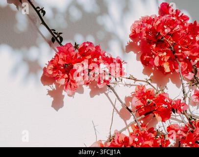Lebendige rote Bougainvillea-Blüten und -Äste werfen natürliche Schatten auf eine weiße Wand im hellen Sonnenlicht. Minimaler mediterraner Blumenhintergrund mit Stockfoto