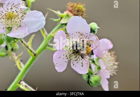 Schwarzschwänziger Hummelsammelnde Biene, die Nektar auf einer Brombeerblüte auf Vancouver Island, British Columbia, Kanada, sammelt. Stockfoto