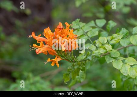 Nahaufnahme von Kap-Glockenblume (Tecomaria capensis) in Blüte Stockfoto