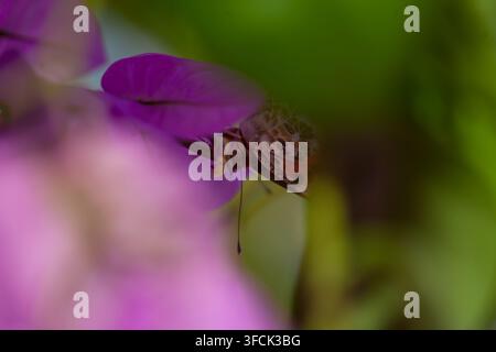 Makrofotografie, die detaillierte Schmetterlingsflügel zeigen, die auf einem violetten Blütenblatt ruhen, mit einem unscharfen grün-pinken Hintergrund, der die Zartheit der Natur einfängt Stockfoto