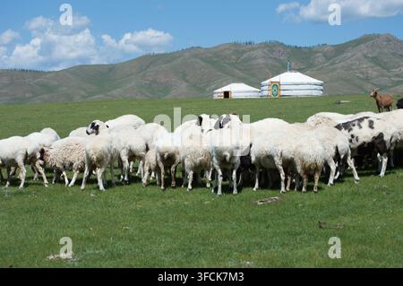 Orchon-Tal, Mongolei – 5. August 2026: Weiße Jurten stehen in der Nähe einer Herde grasender Schafe in einem Bergtal. Stockfoto