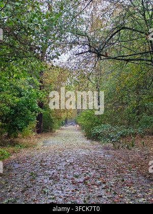Ein nasser Waldweg, bedeckt mit gefallenen Herbstblättern nach einem schweren Regenschauer, umgeben von üppigen grünen und sich verfärbenden Bäumen. Stockfoto