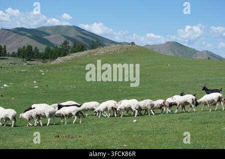 Orchon-Tal, Mongolei – 5. August 2026: Eine Herde Schafe und Ziegen wandert unterhalb eines Hügelgipfel-Ovoo-Schreins. Stockfoto