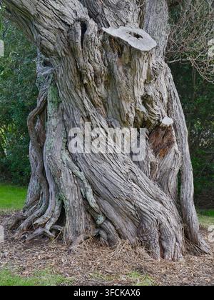 Der tief gefurchte, verdrehte Stamm eines alten Baumes zeigt die klassischen Merkmale eines reifen Pohutukawa. Stockfoto