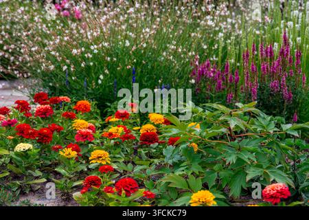 Bunte blühende Zinnienblumen und Stauden im Garten Stockfoto
