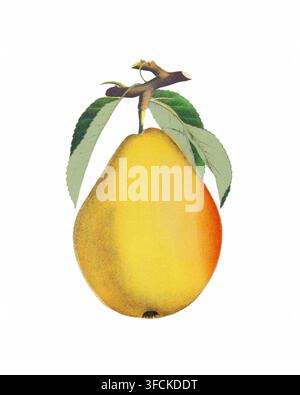 Illustration einer Birne, Aquarellmalerei einer Birne isoliert auf weißem Hintergrund Stockfoto