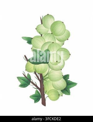 Illustration einer grünen Stachelbeere, Aquarellmalerei von Stachelbeeren isoliert auf weißem Hintergrund Stockfoto