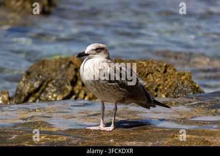 Junger Möwen mit gelben Füßen (Larus michahellis) steht an einem felsigen Ufer entlang der Adriaküste in Vrsar (Orsera), Istrien, Kroatien Stockfoto