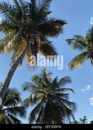 Hohe Kokospalmen reichen über einen klaren blauen Himmel, wobei sonnenbeschienene Blätter und Kokosnusswangen ein klassisches tropisches Dach bilden. Stockfoto