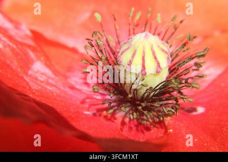 Extreme Nahaufnahme ins Herz einer roten Mohnblume, die dramatische dunkle Flecken an der Basis leuchtend roter Blütenblätter und dichte Staubfäden offenbart. Warm n Stockfoto