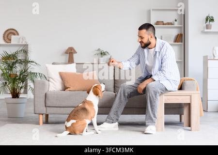 Haustierbesitz und Kameradschaft, Mann trainiert Beagle-Hund zu Hause mit positiver Bestärkung und Leckerlis in einem modernen Wohnzimmer-Interieur Stockfoto