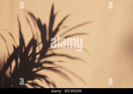 Ein scharfer tropischer Palmblatt-Schatten, der von natürlichem Sonnenlicht auf eine strukturierte warme beige Wand geworfen wird, perfekt für ästhetische Hintergründe mit Kopierraum. Stockfoto