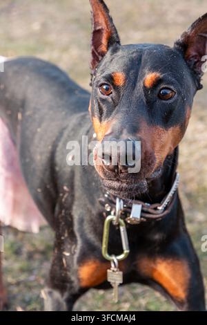 Schwarzbrauner Dobermann mit pinkem Tutu-Rock und Lederhalsband blickt im Freien in die Kamera. Stockfoto