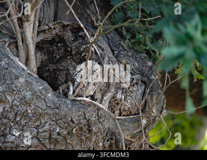 Eine Kleine Eule Athene noctua sitzt am Eingang zu ihrem Revier in einer alten Eiche, North Norfolk, UK. Stockfoto