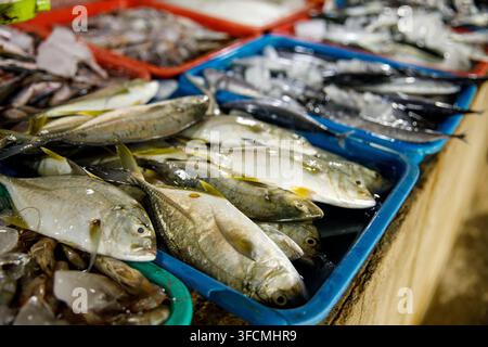 Verschiedene frische Fischsorten auf Tabletts auf dem Meeresfrüchtemarkt Stockfoto