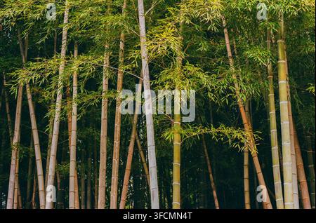 Dichter grüner Bambuswald im Wald Stockfoto