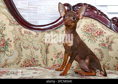 Der Toy-Terrier-Hund sitzt auf einem antiken Sofa. Ein kleiner Hund einer Zierrasse. Der Hund ist braun. Stockfoto