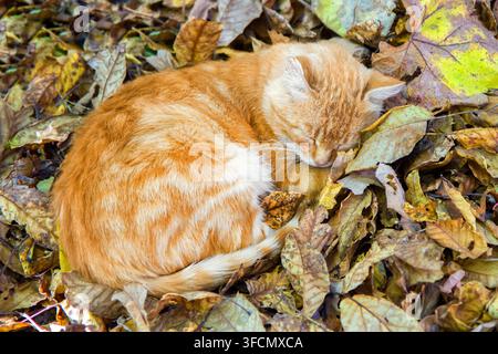 Eine rote Katze schläft auf trockenen Herbstblättern. Katze auf einem Haufen gelber Herbstblätter. Stockfoto